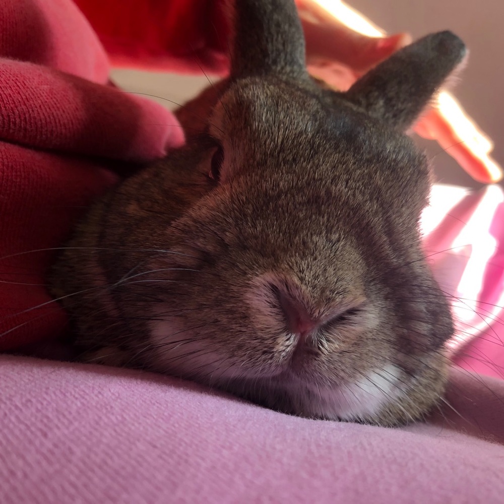 Meet your Posher, Bhima